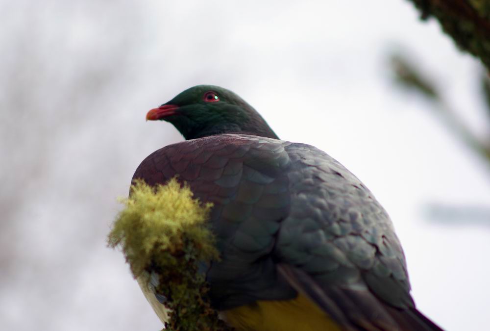 Kereru 摄影 kiwi鸟