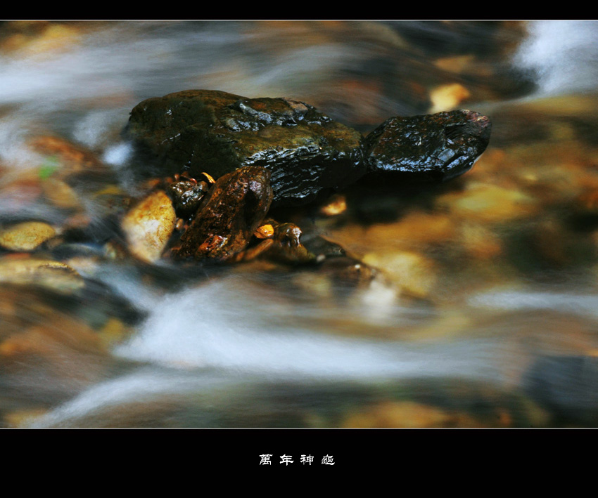 万年神龟 摄影 阳朔美景