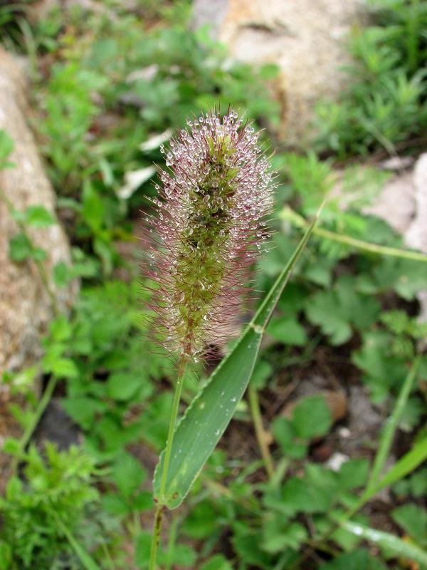 狗尾草 摄影 崂山人家