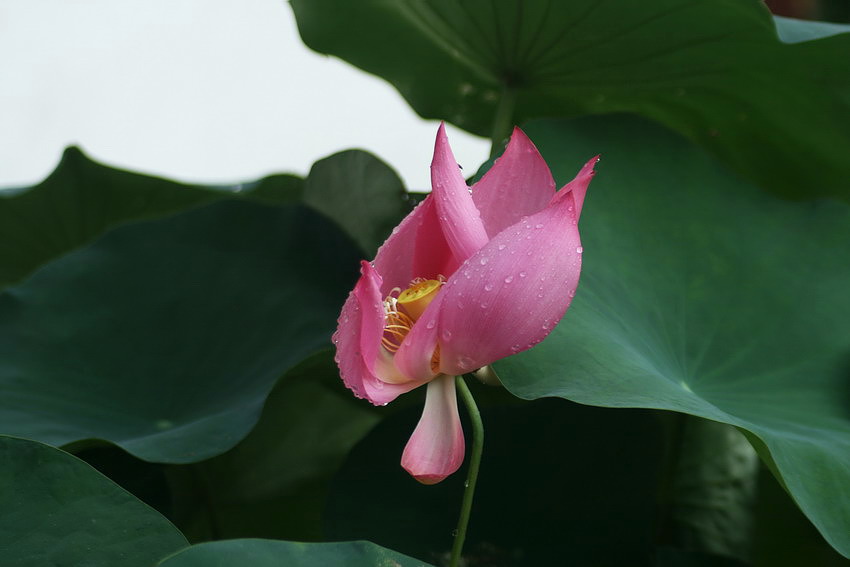 雨荷 摄影 楚园秋韵