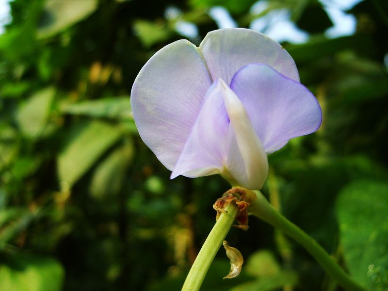 花儿开·独舞 摄影 小唐虫