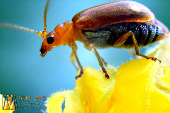 昆虫1 摄影 摄郎A