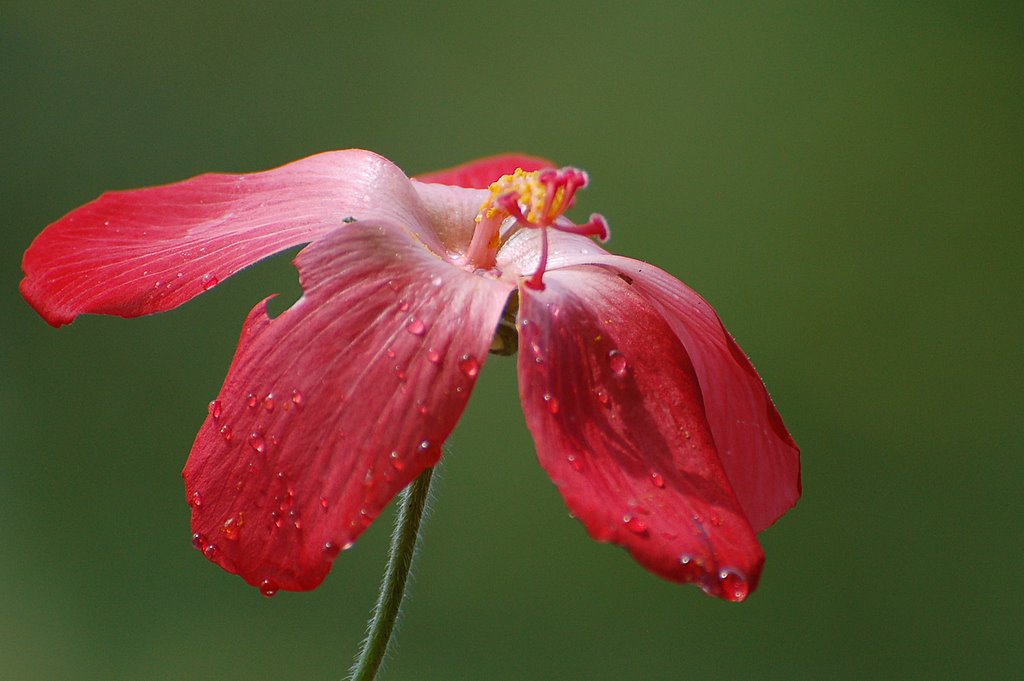 人参之花 摄影 hanxiaorong