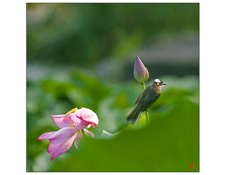 花鸟图 摄影 pigeon