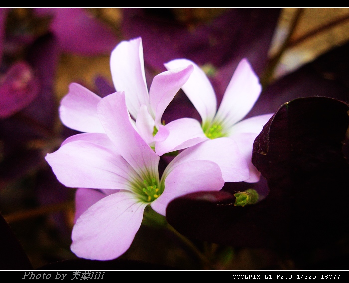 美丽，在幽静处绽放 摄影 芙蕖