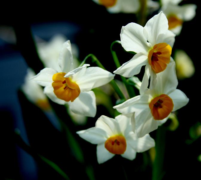 水仙花 摄影 梅花