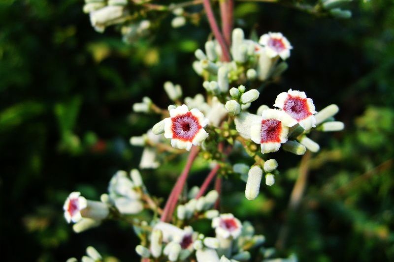 花花世界·花儿开 摄影 小唐虫