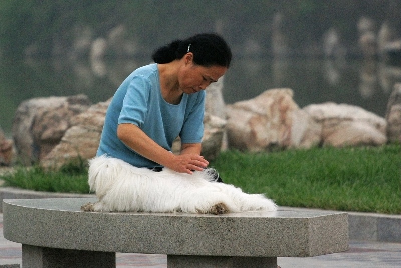 心爱的狗狗 摄影 逃荒