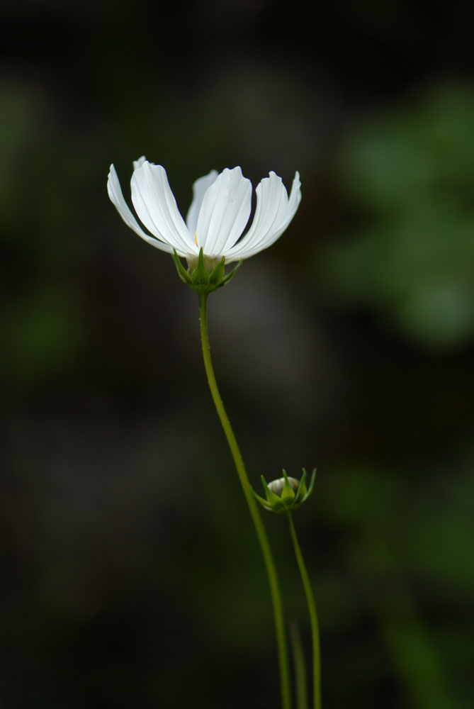 格桑花儿开 摄影 hedanmama