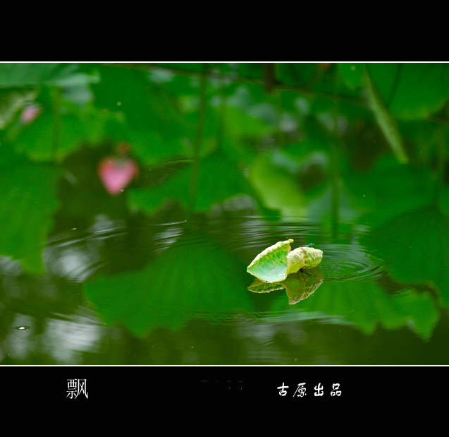 飘 摄影 guyuan