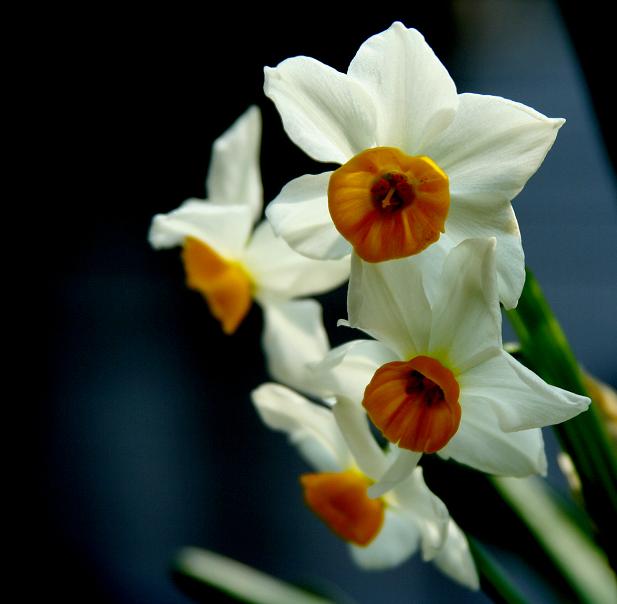 水仙花 摄影 梅花