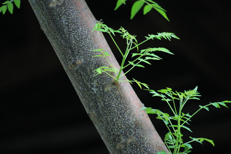 老枝新芽节节高 摄影 chau