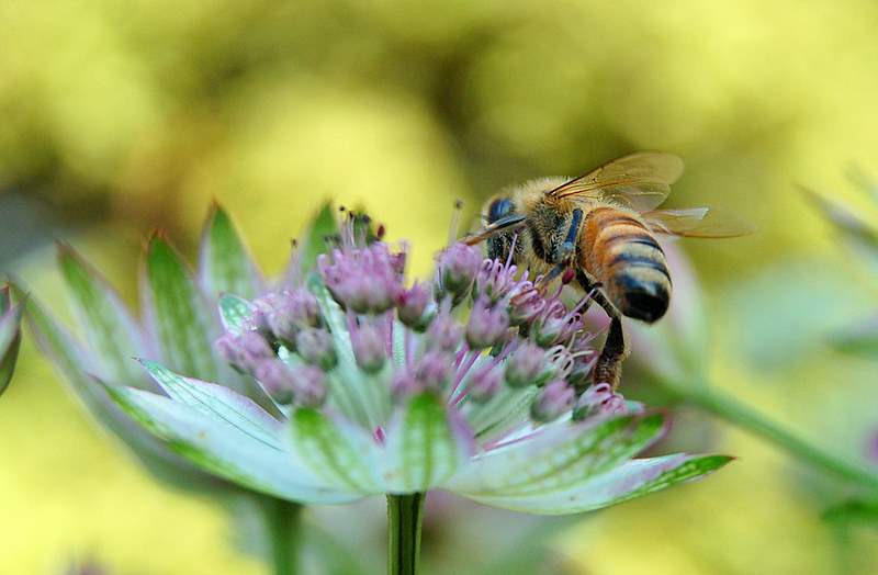 Busy Bee 摄影 seattle