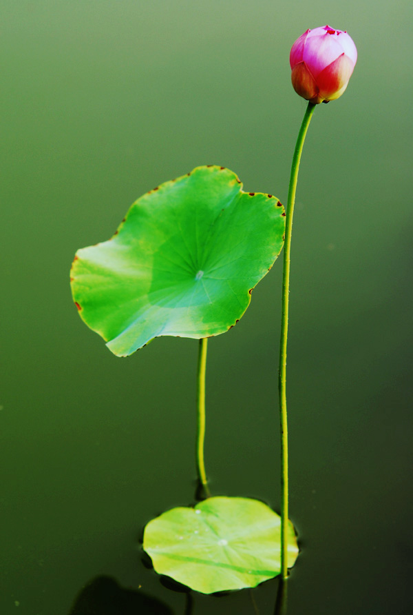 玉立 摄影 明辩