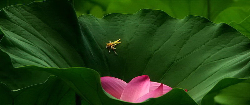 绿叶有情恋芳菲 摄影 月溪幽兰