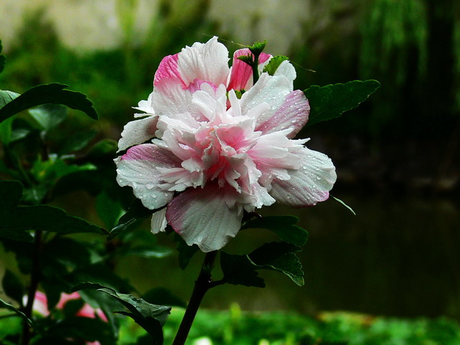 雨后惊艳 摄影 menglongwanq