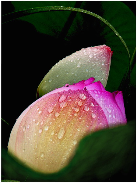 荷塘雨后 摄影 摄小兵