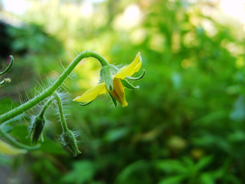 花花世界·花儿开 摄影 小唐虫