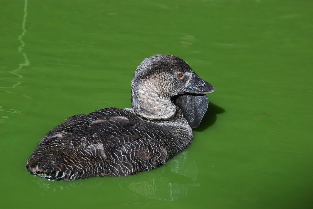 musk duck 什么鸭？ 摄影 zrphoto