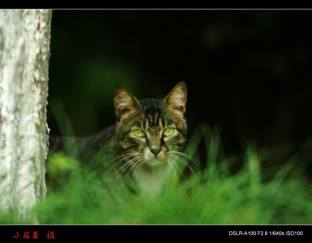 猫 摄影 小花匠