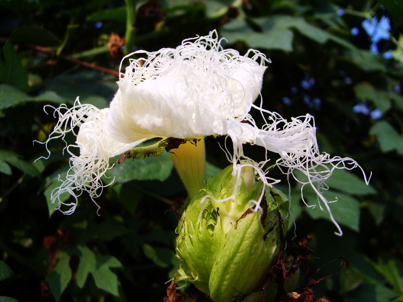 花花世界·花儿开 摄影 小唐虫