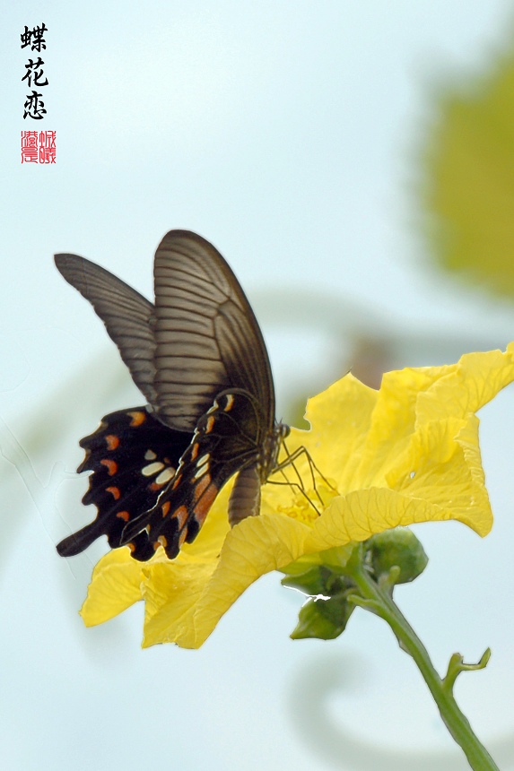 蝶花恋 摄影 港城晨曦