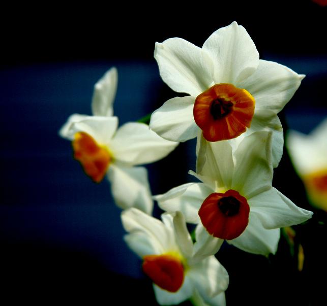 水仙花 摄影 梅花