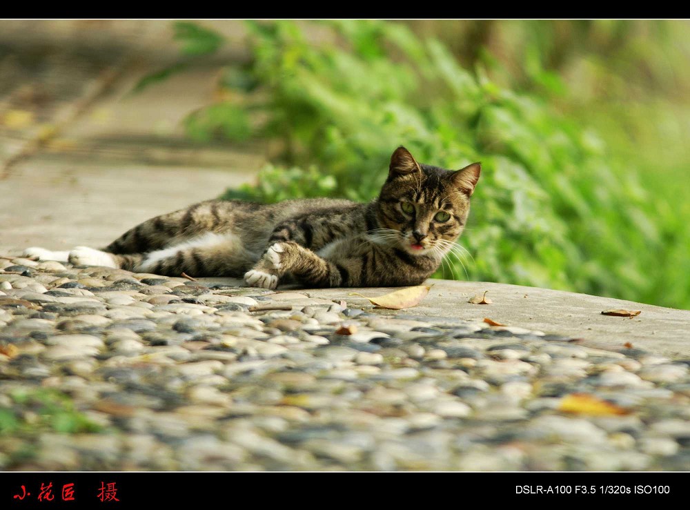 猫 摄影 小花匠