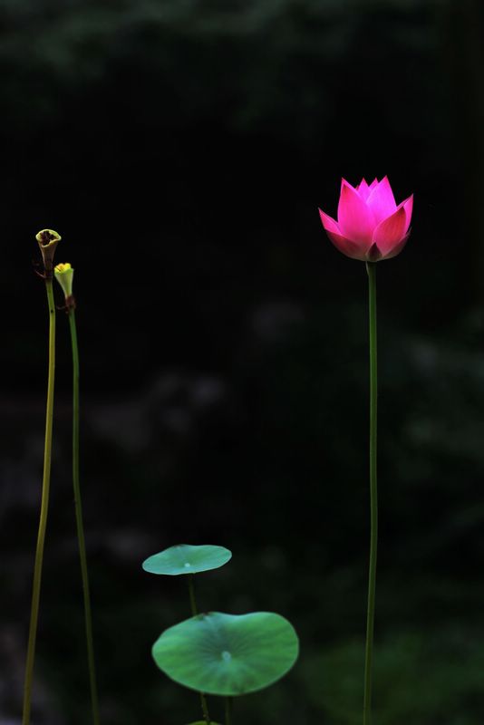 莺莺拜月 摄影 艺圃花匠