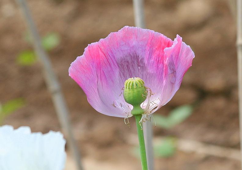 罂粟花 摄影 天香阁主