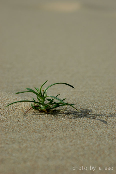 小草 摄影 阿里奥