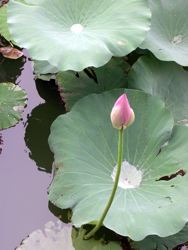 明湖雨荷 摄影 coco睿