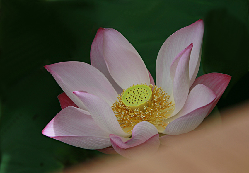 阑珊心绪 摄影 南海神君