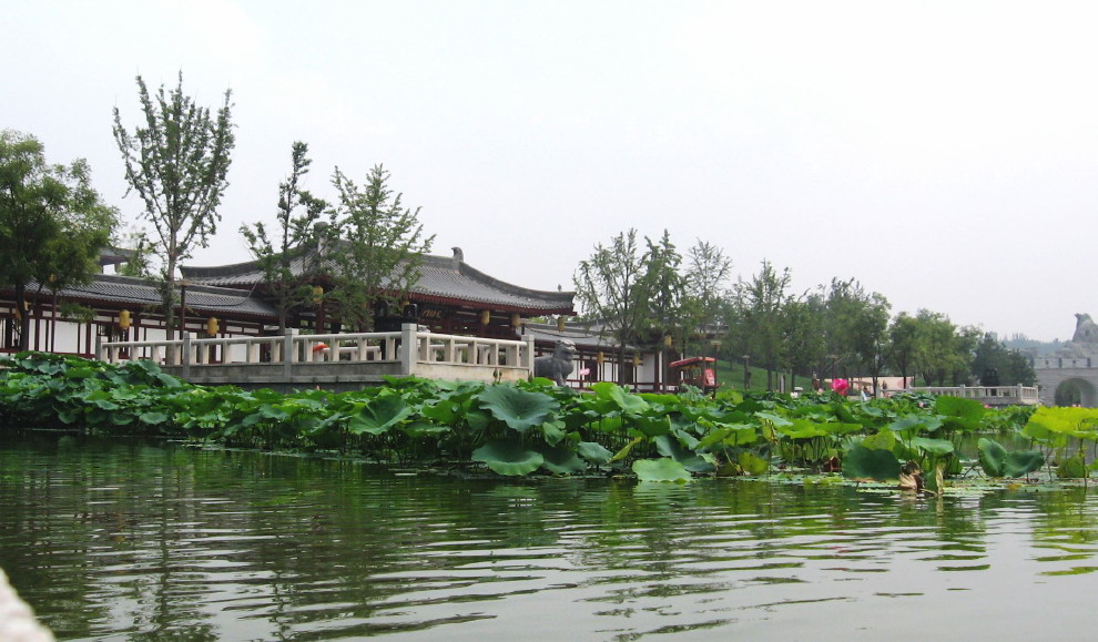 芙蓉园莲花池 摄影 小大人