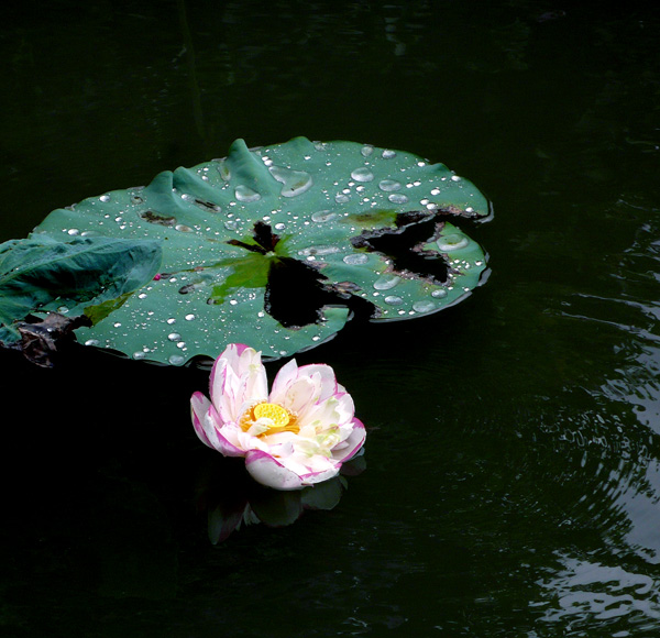 出水芙蓉2 摄影 云中行