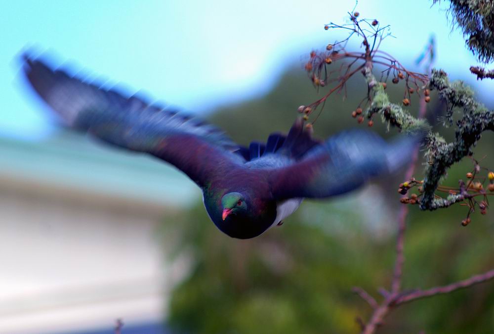 kereru 摄影 kiwi鸟