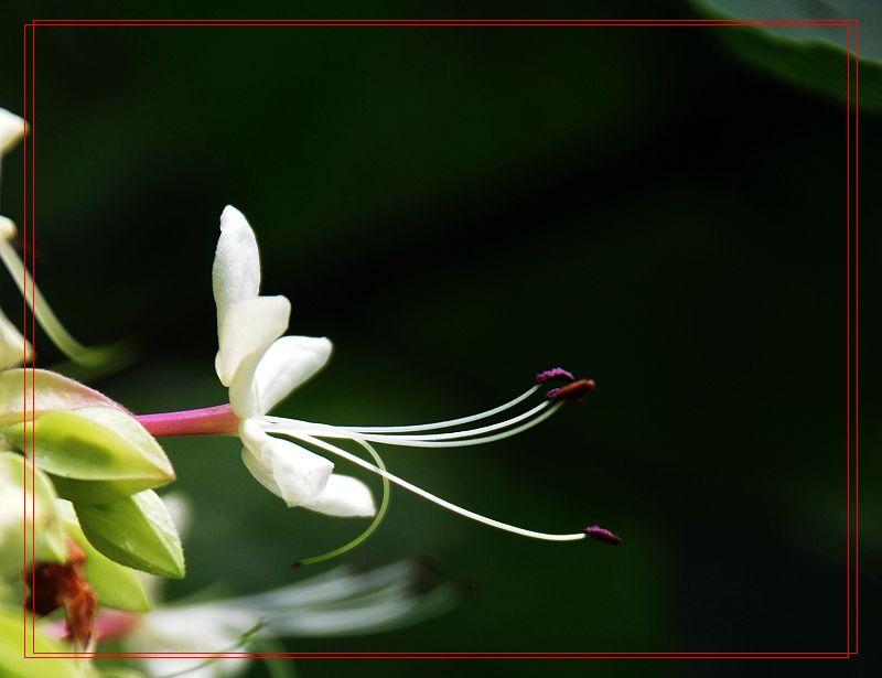 求教花名 摄影 研影