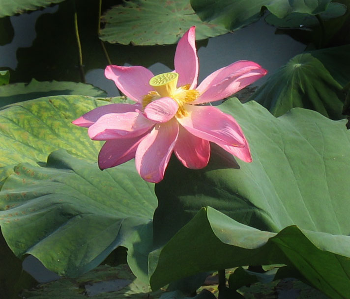 夏日晴风 摄影 丫爪