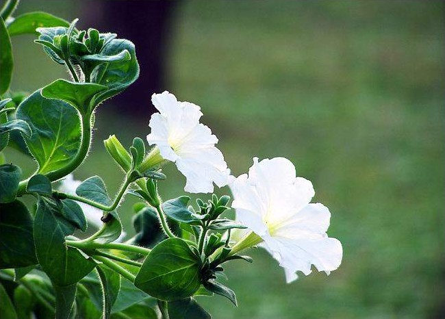 小花 摄影 我主沉浮