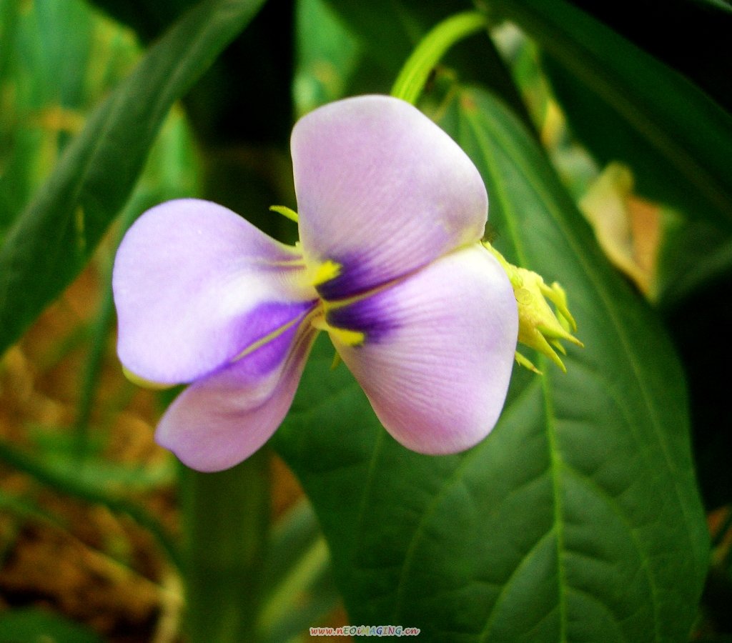 豆角花 摄影 hudiefei