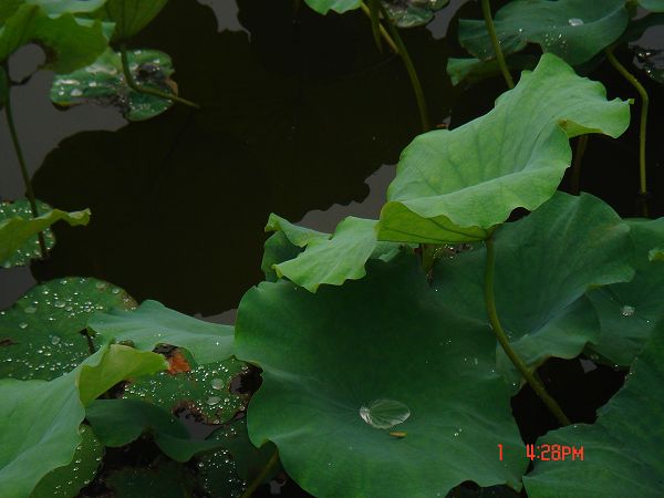 水的天堂 摄影 再见千岁