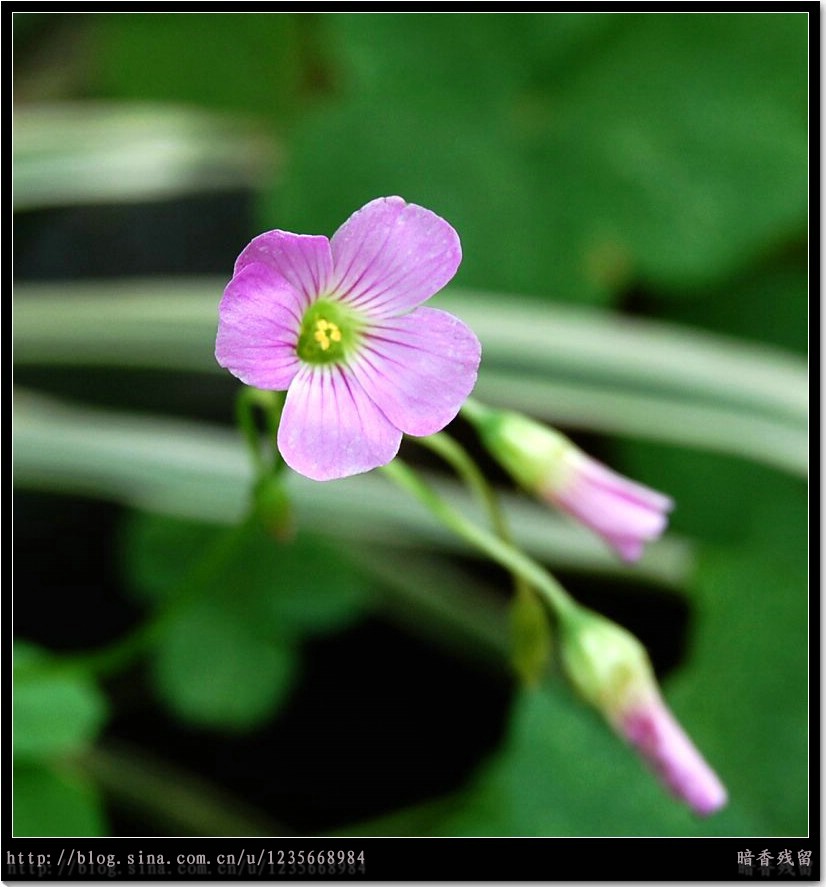 小花 摄影 暗香残留