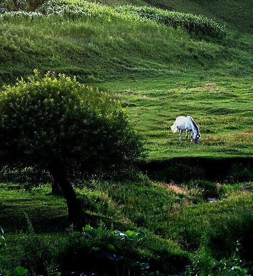 田园 摄影 一脸草