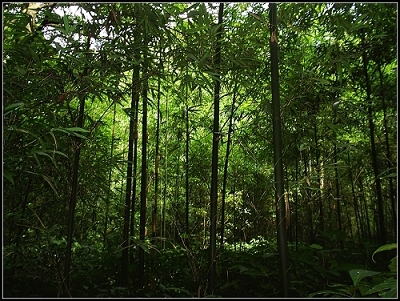 竹韵 摄影 独特视野