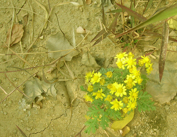 野菊花 摄影 小咩