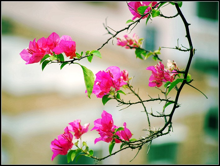 花 摄影 小雨阳光