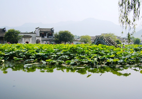 小桥静荷人家 摄影 夏茉涼