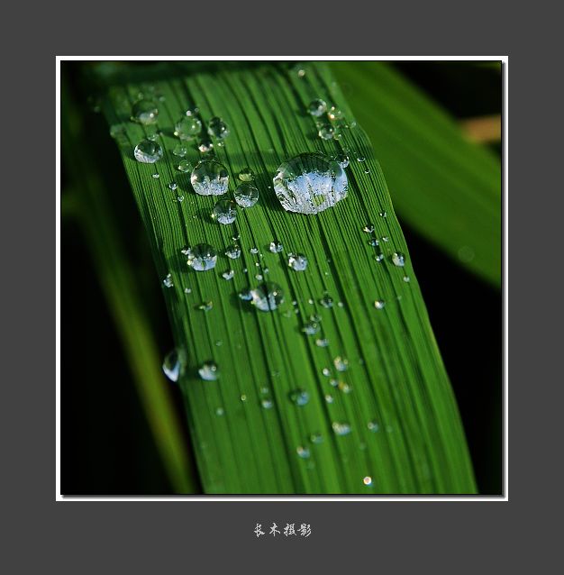 雨露滋润 摄影 长木