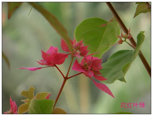 花红叶绿. 摄影 城市老鼠