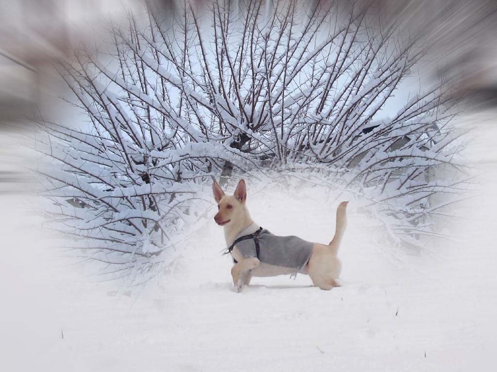 i'am queen of the snow 摄影 wubingjojo